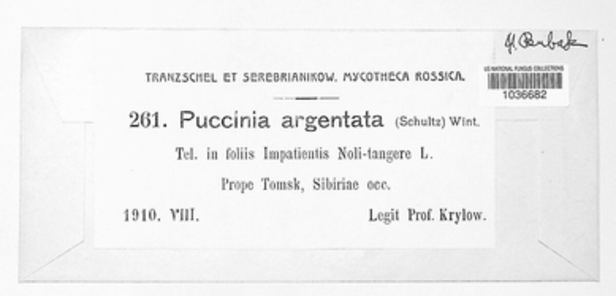 Puccinia argentata image